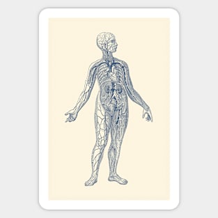 Venous System Diagram - Vintage Anatomy Sticker